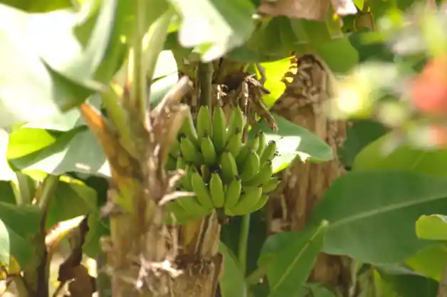 Bananenboom in Suriname